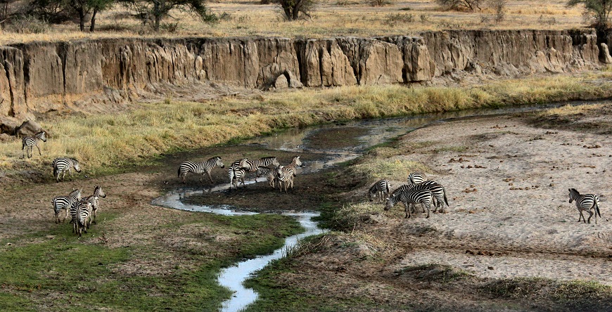 1 day tanzania tours to Tarangire national park